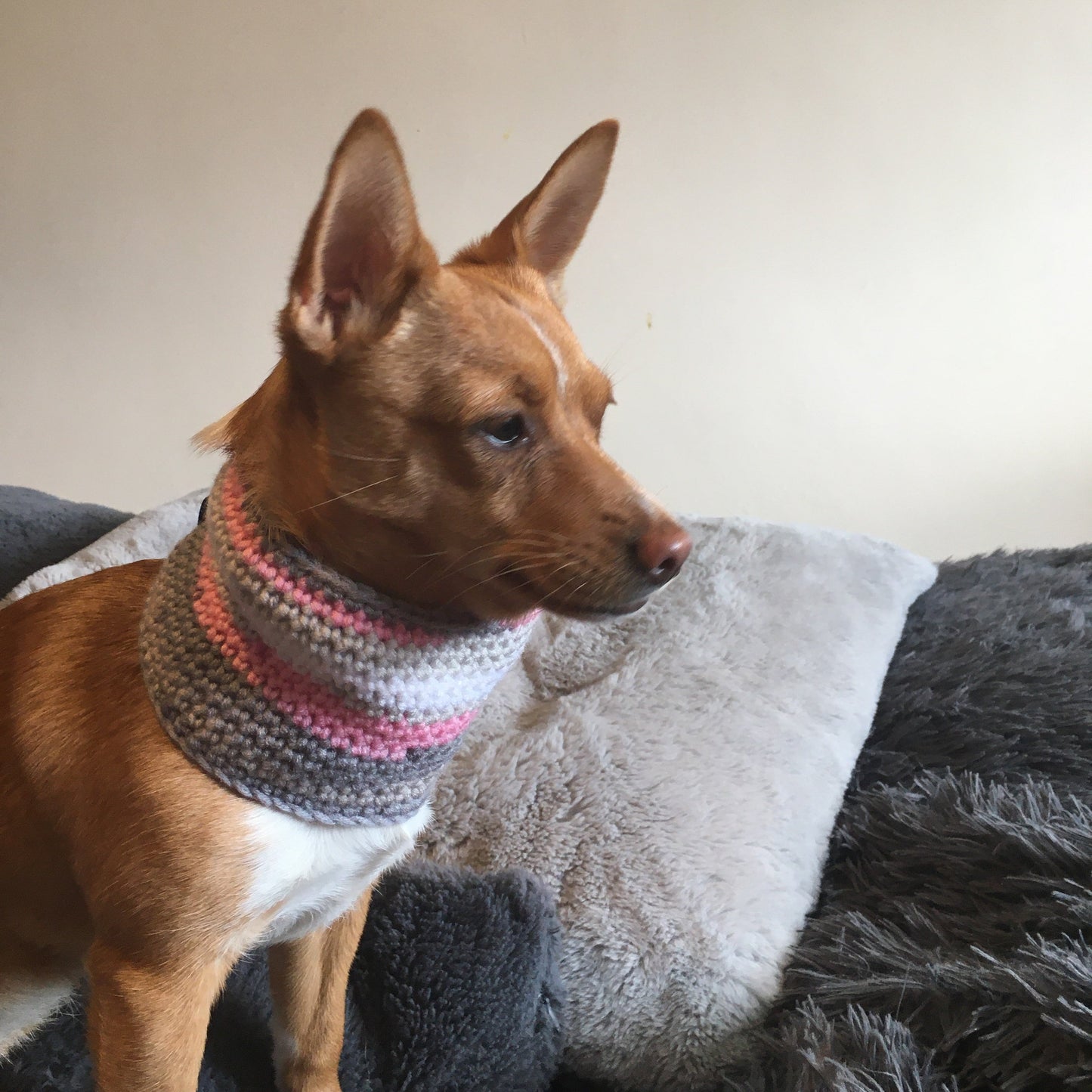 Rainbow Chic Pink/Grey Crochet Dog Snood / Buff-1