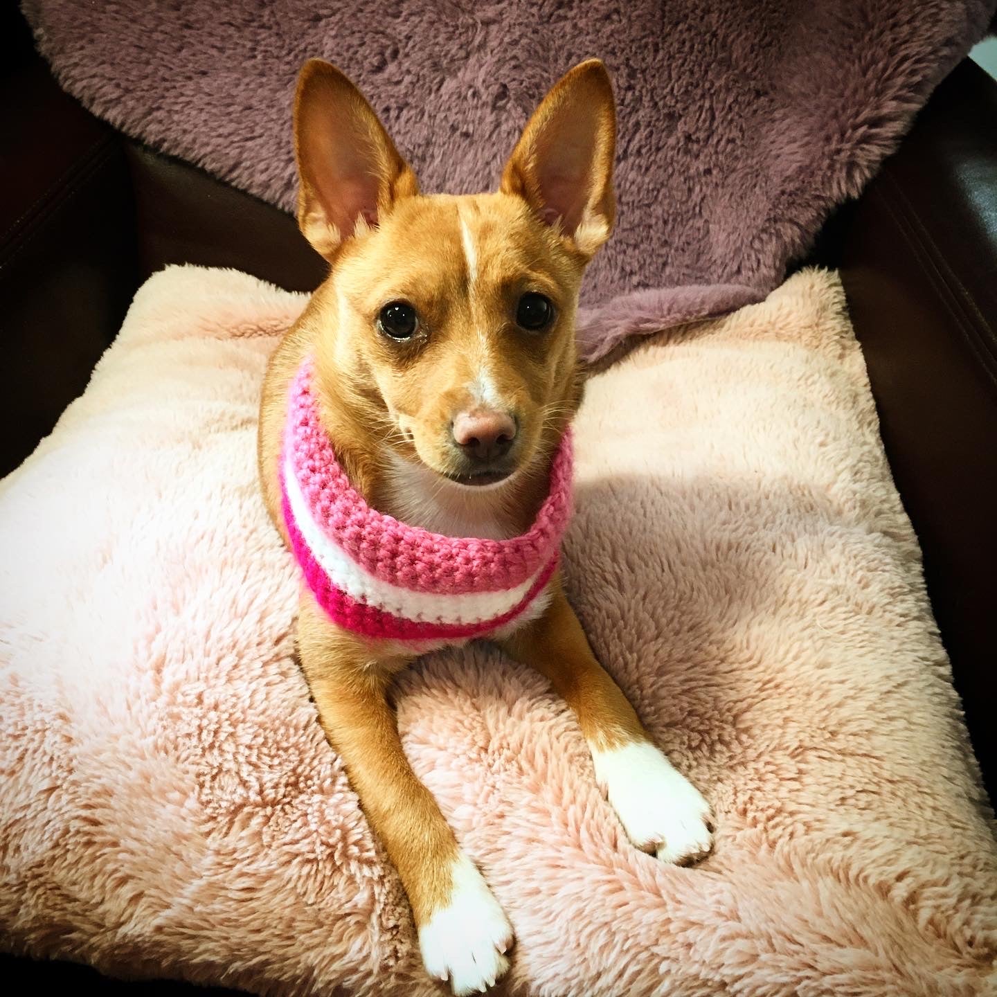 Candy Pink Stripes Crochet Dog Snood / Buff